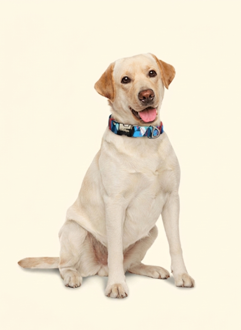 Freeline Y Series Blue Horizon Dog Collar