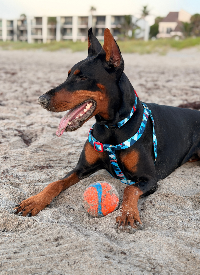 Freeline Y Series Blue Horizon Dog Harness - Blue
