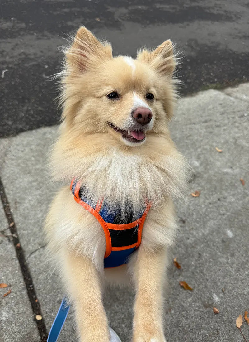 ColorPop Fit No Pull Dog Harness - Orange & Blue
