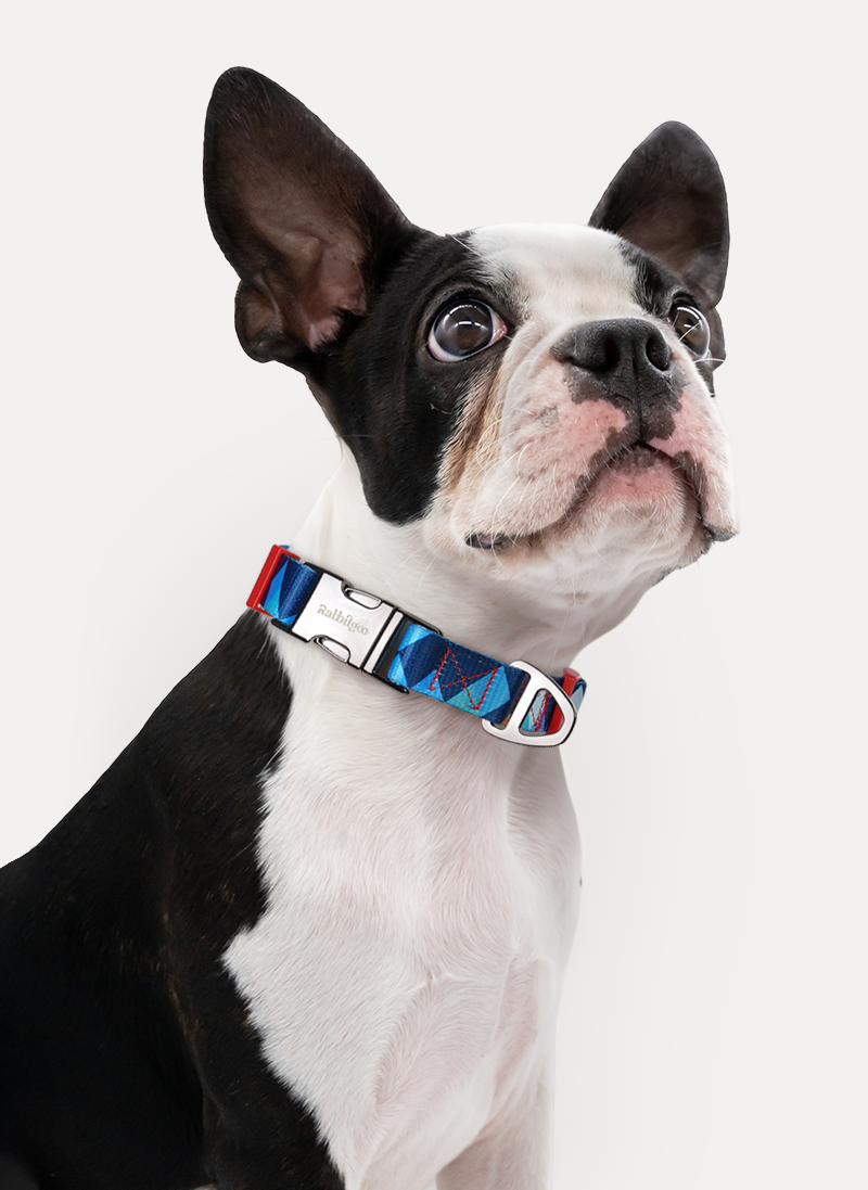 Freeline Y Series Blue Horizon Dog Collar Set - Blue