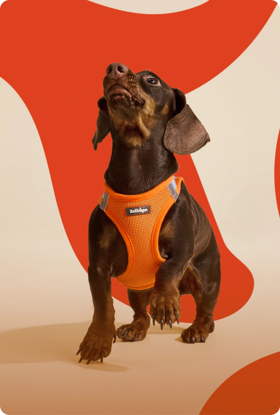 Dog Walk Set