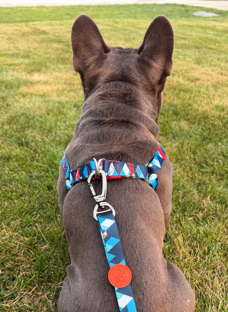 Freeline Y Series Blue Horizon Dog Harness Set