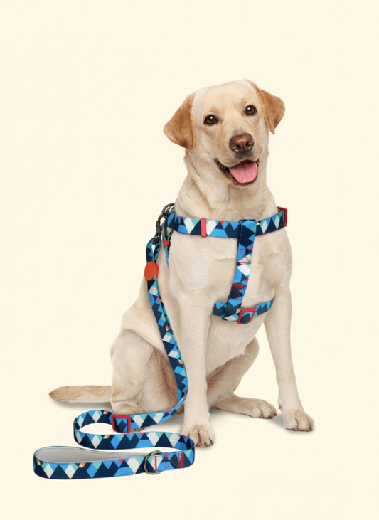 Freeline Y Series Blue Horizon Dog Leash