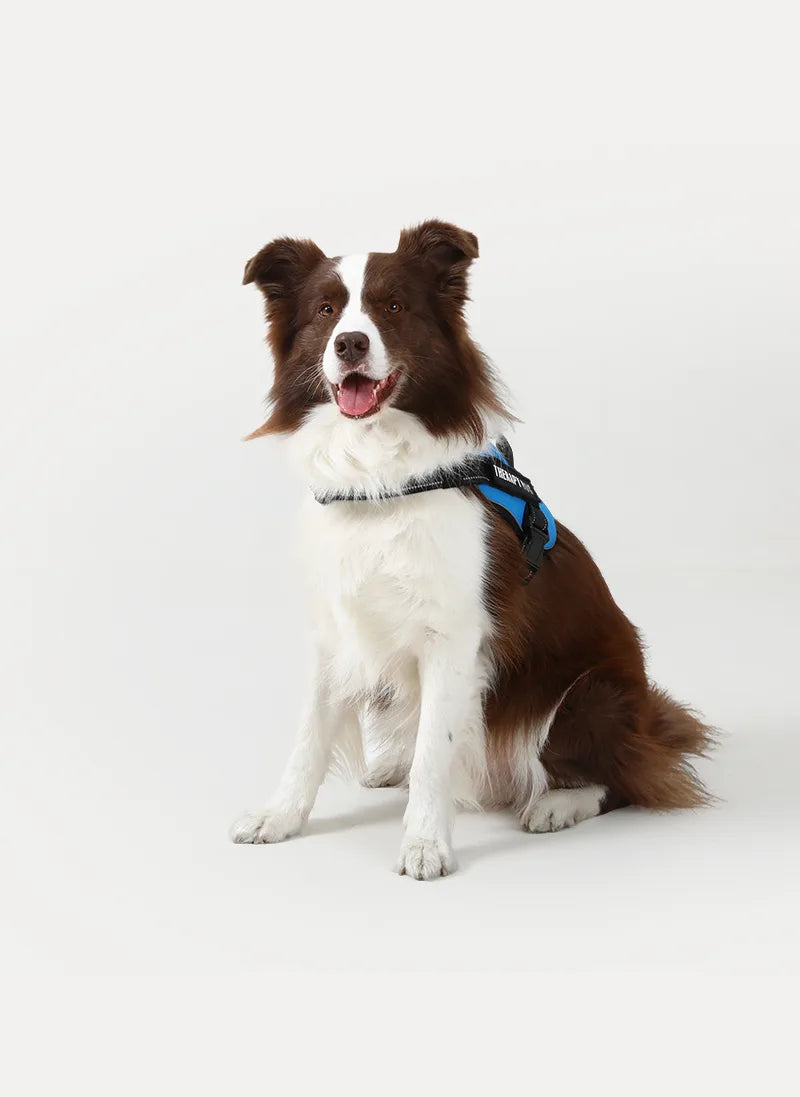 Easy Walk Dog Harness with One Easy-Fit Buckle - Blue