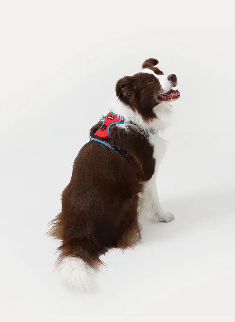 ColorPop Fit No Pull Dog Harness - Red & Teal