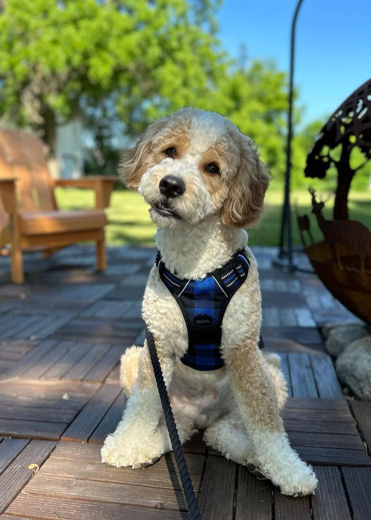 Rabbitgoo Plaid Dog Harness for Large Dogs - Blue & Black / S