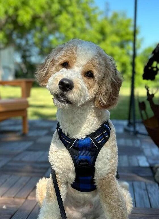 Urban Grid No Pull Dog Harness - Checkered Blue