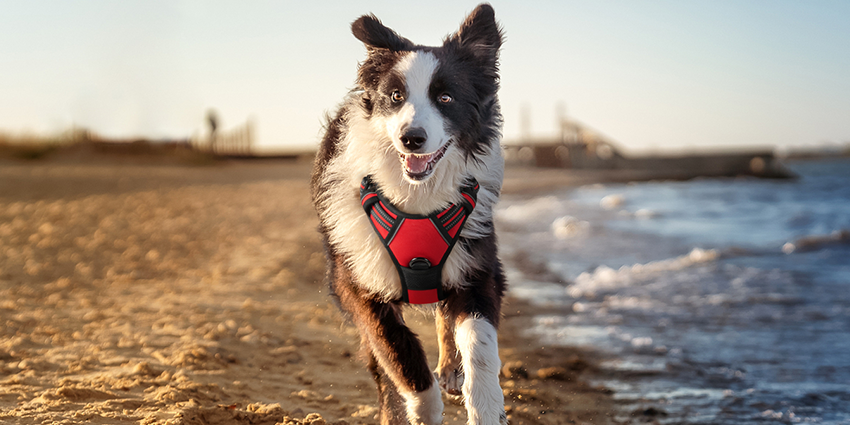 A cute sheepdog in a red no pull dog harness runs along the beach with the setting sun.