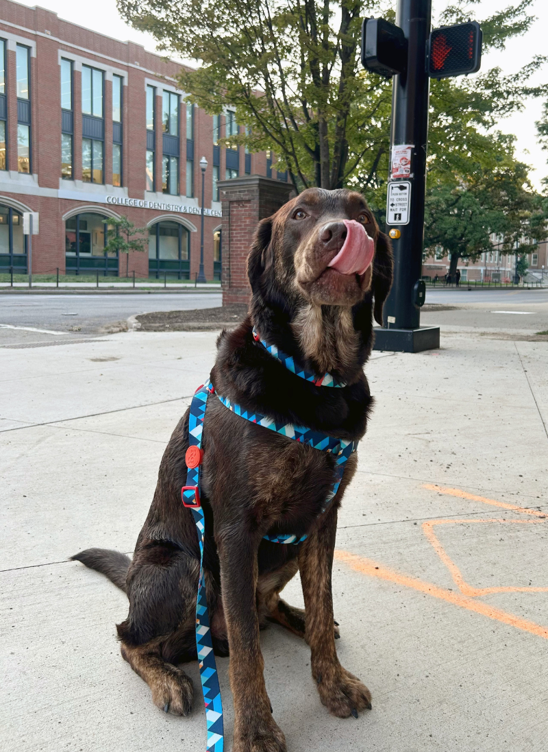 Freeline Y Series Blue Horizon Dog Harness Set