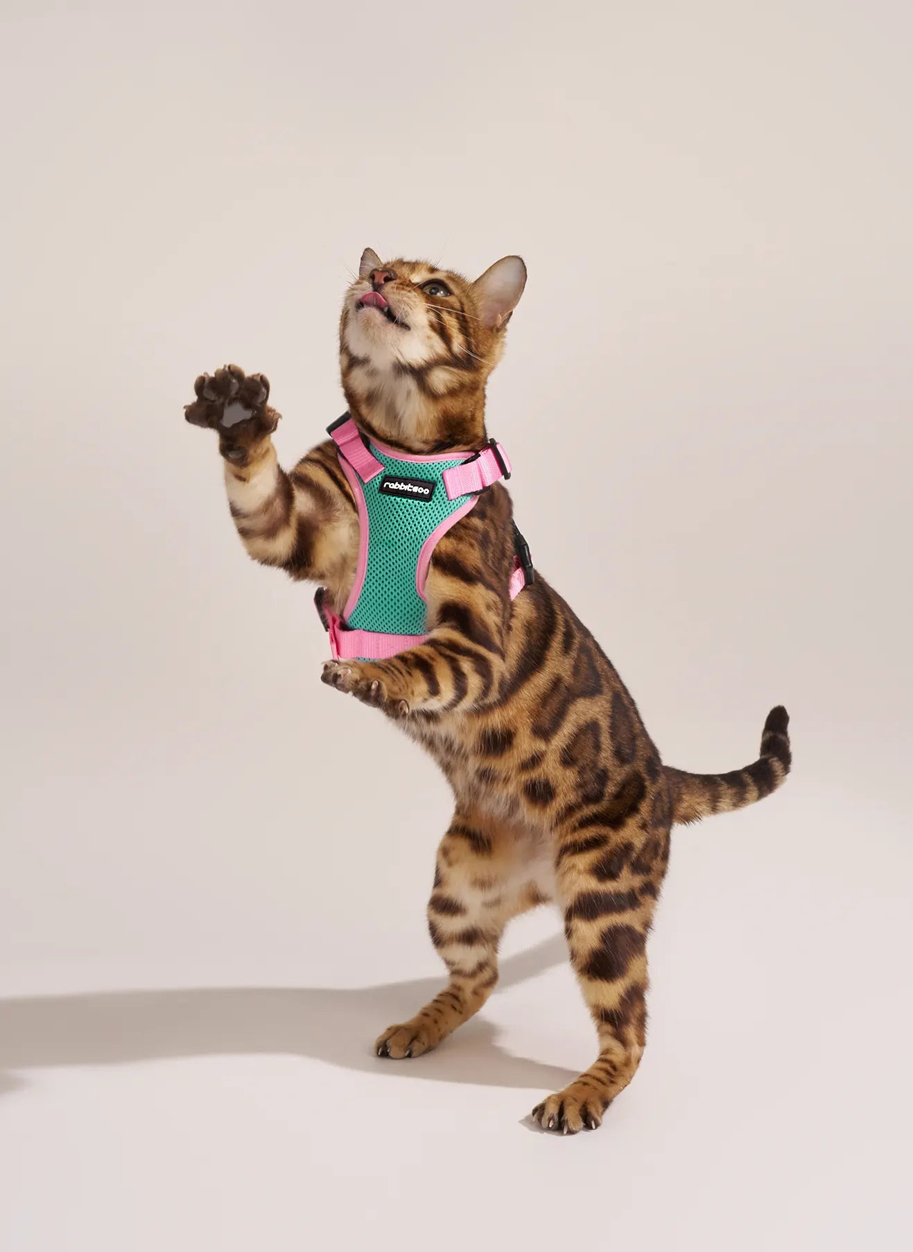 Rabbitgoo Fusion Adjustable cat harness and leash set - Green & Pink 