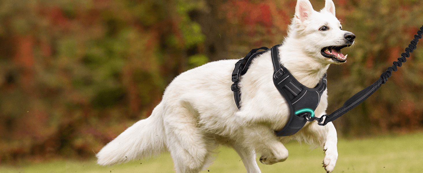 Rabbitgoo no pull dog harness's sturdy front D-ring.