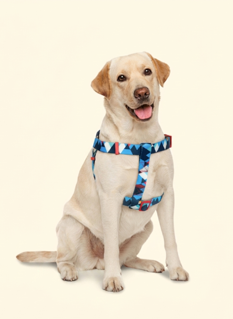 Freeline Y Series Blue Horizon Dog Harness