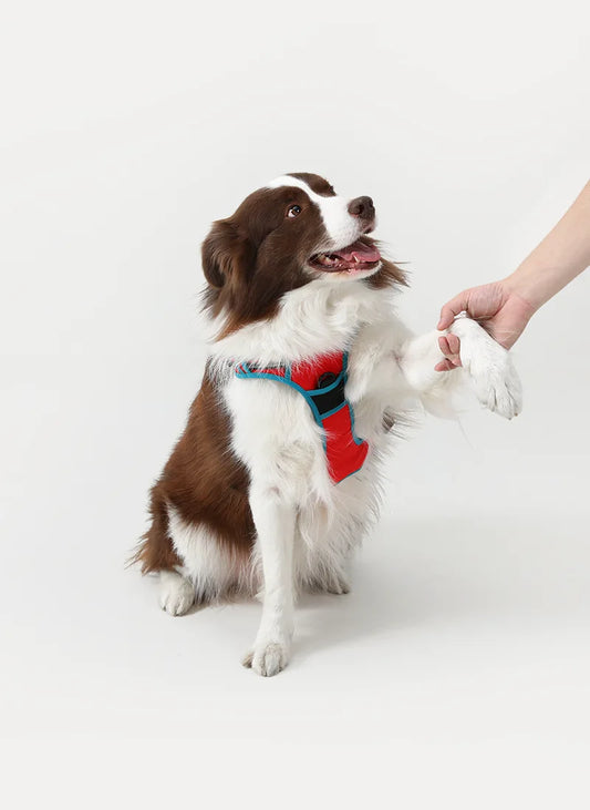 ColorPop Fit No Pull Dog Harness - Red & Teal