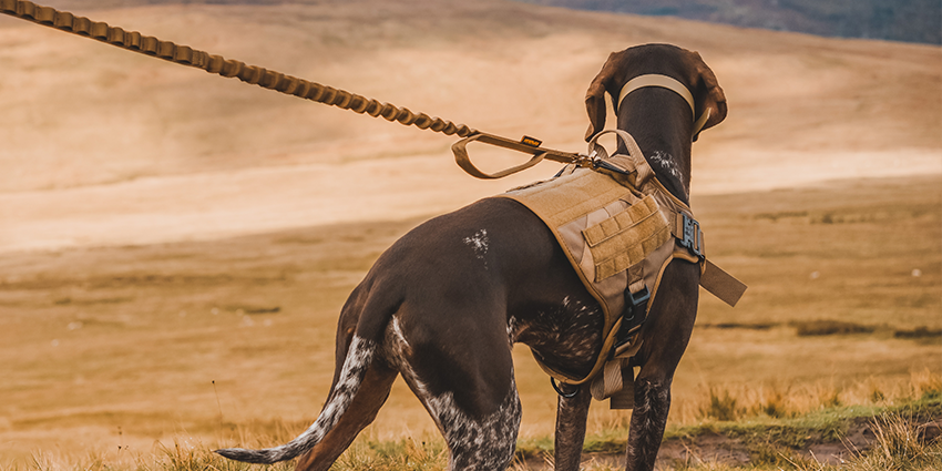 tactical dog harness leash