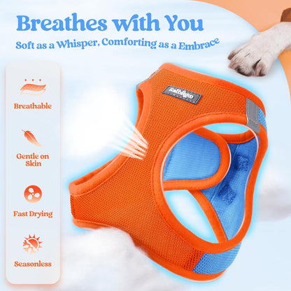 samll dog harness and leash set - Orange & Blue