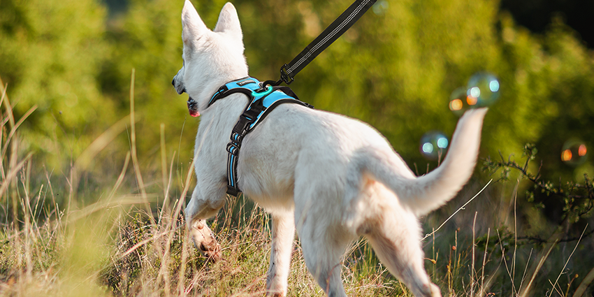 A white puppy wearing a blue no pull dog harness is being pulled by its owner on a leash. 