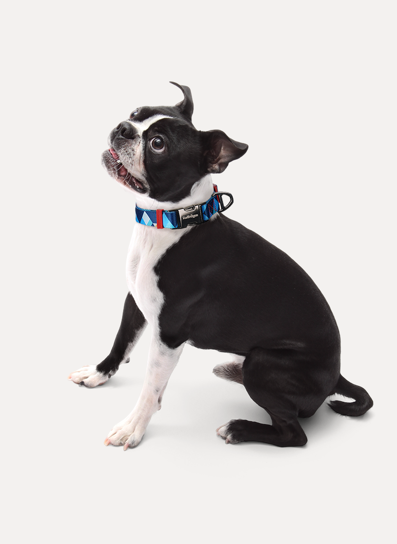 Freeline Y Series Blue Horizon Dog Collar - Blue