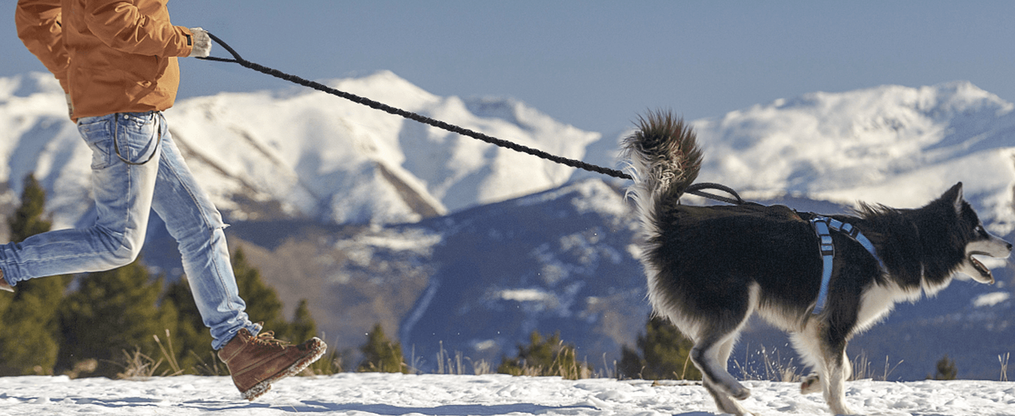 A husky is running happily at the foot of the snow-capped mountains, and its owner is holding him with a dog leash!