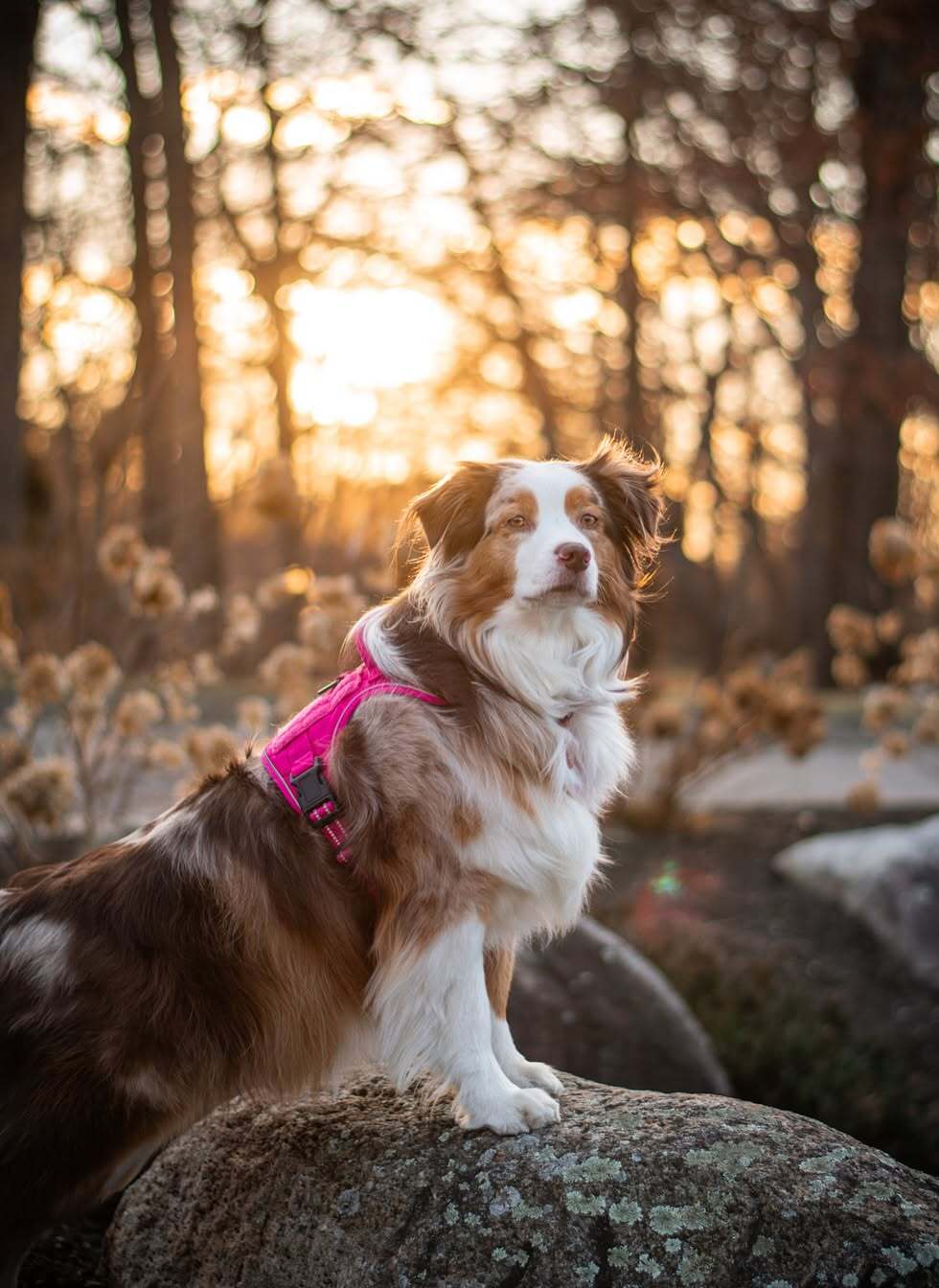 ColorPop Escape Proof Tactical Dog Harness - Rose Red 