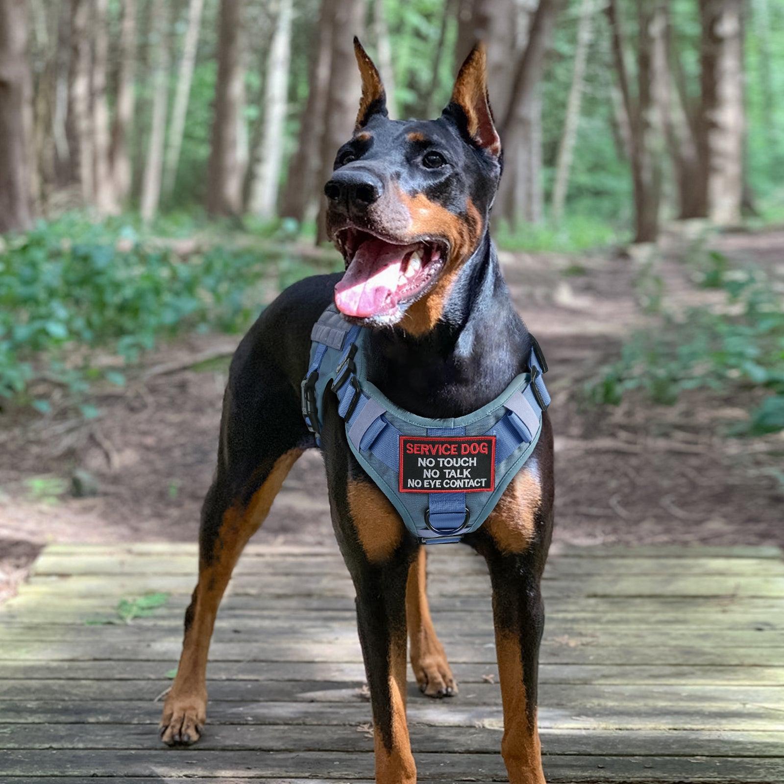 PAWTRENDER Tactical Dog Harness for Large Dogs - Blue