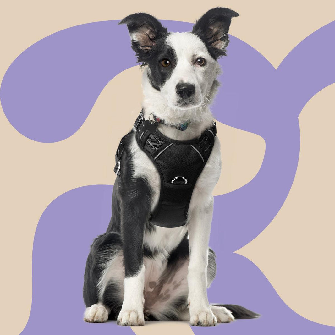 No Pull Dog Harness and Leash Set - Black / S