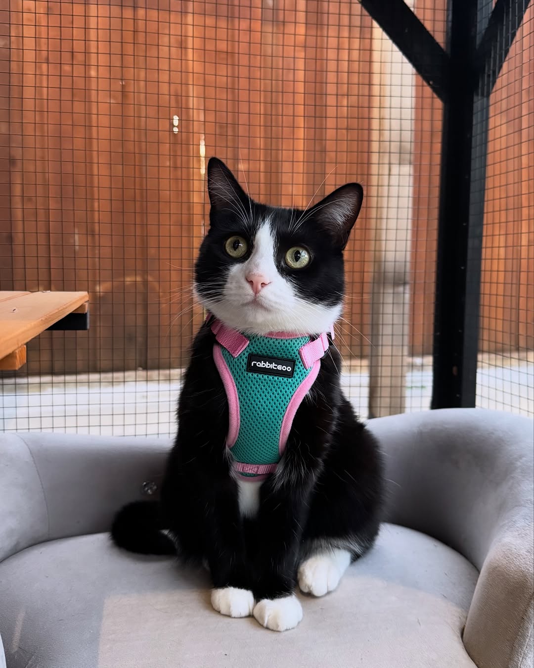 Rabbitgoo 2-tone Adjustable cat harness and leash set - Green & Pink