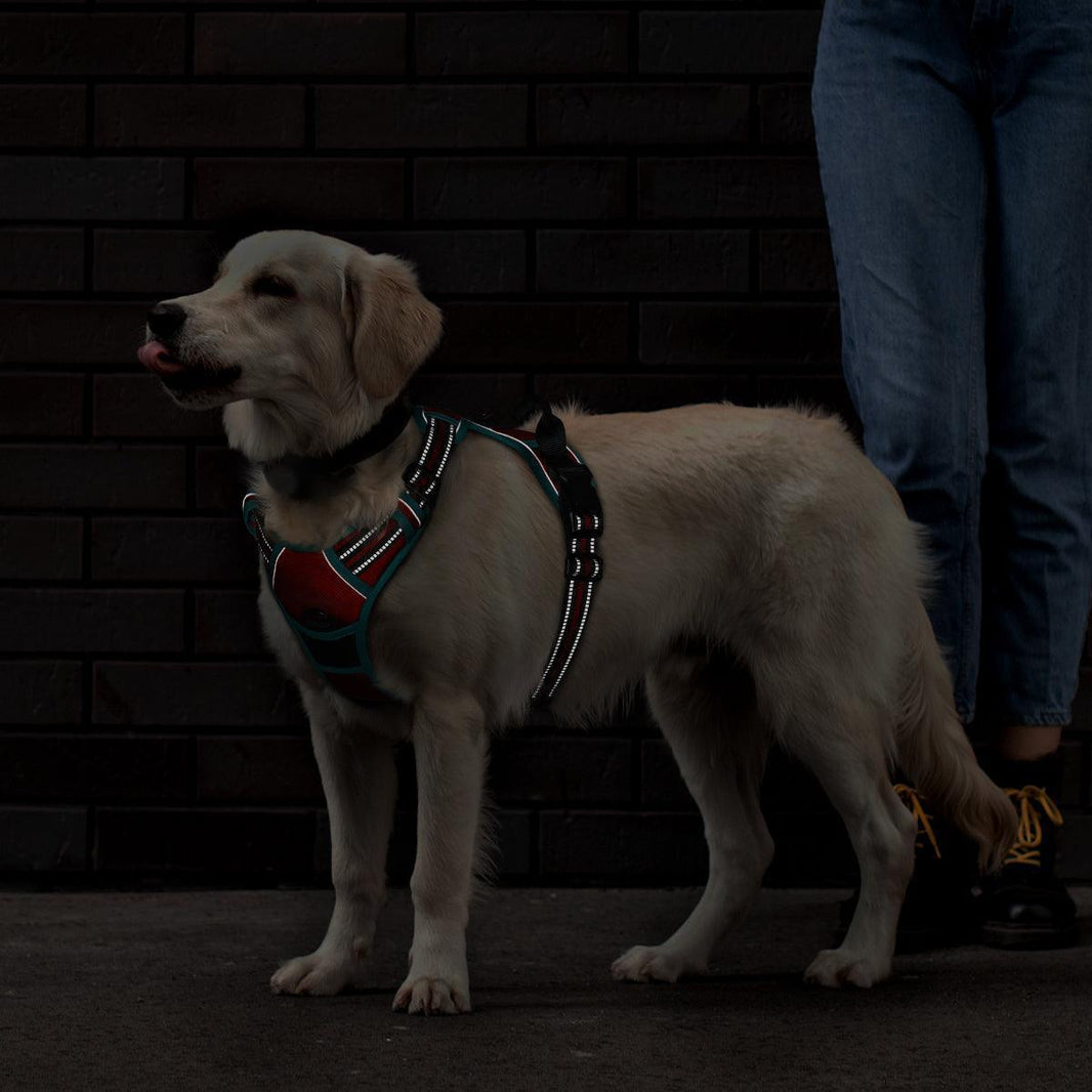 ColorPop Fit No Pull Dog Harness - Red & Teal