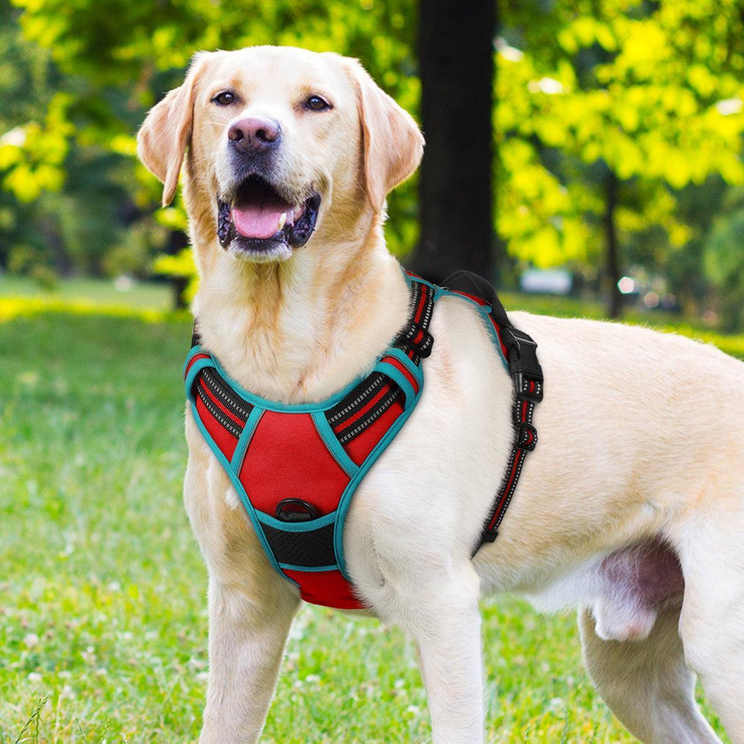 ColorPop Fit No Pull Dog Harness - Red & Teal