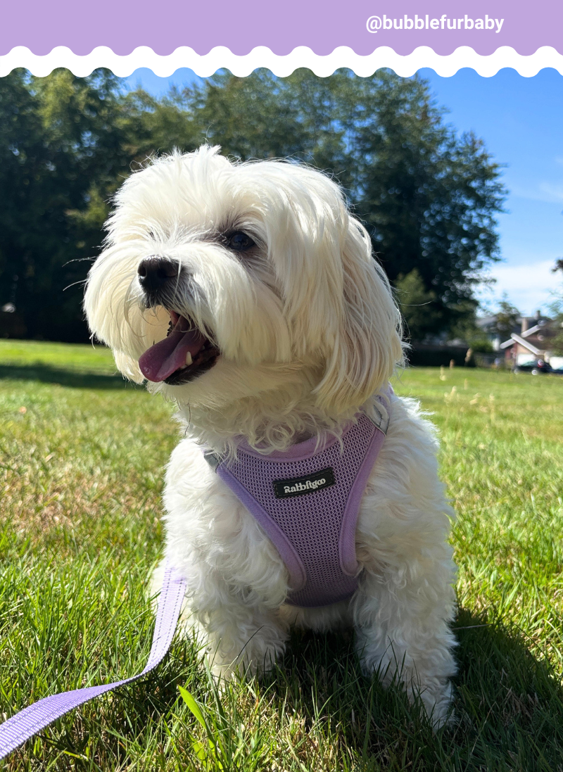 Minifit Small Dog Harness and Leash Set - Light Purple