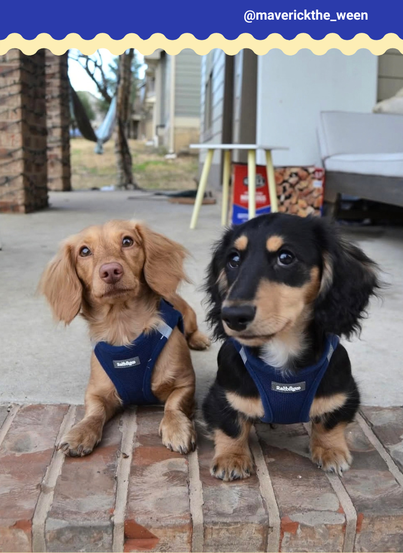 Minifit Small Dog Harness and Leash Set - Navy Blue