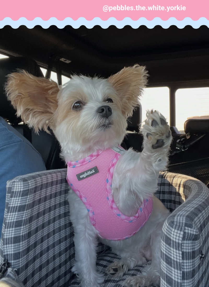 Minifit Small Dog Harness and Leash Set - Pink & Plaid Trim