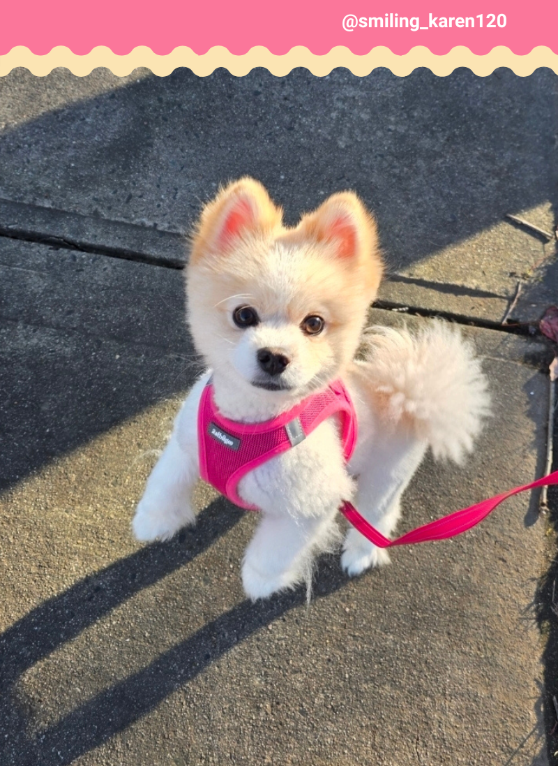 Minifit Small Dog Harness and Leash Set - Rose Red