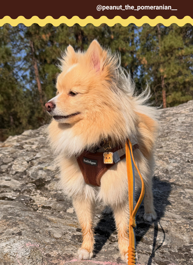 Minifit Small Dog Harness and Leash Set - Brown & Beige
