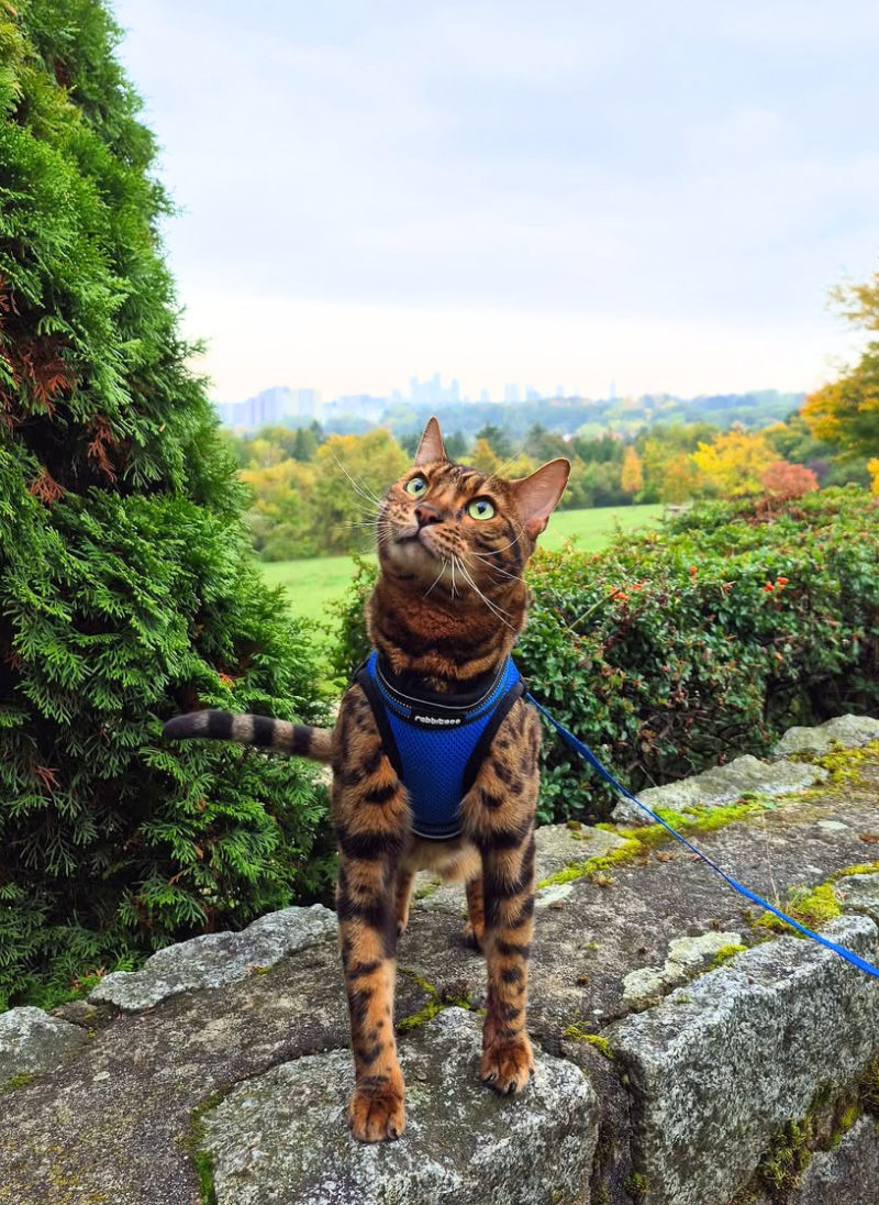 Rabbitgoo Escape Proof Cat Harness and Leash Set - Blue