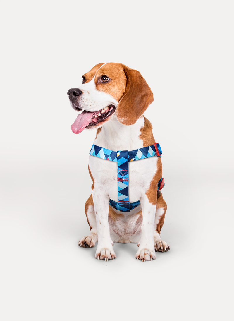 Freeline Y Series Blue Horizon Dog Harness Set