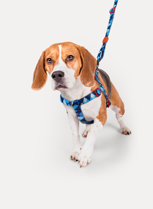 Freeline Y Series Blue Horizon Dog Harness Set