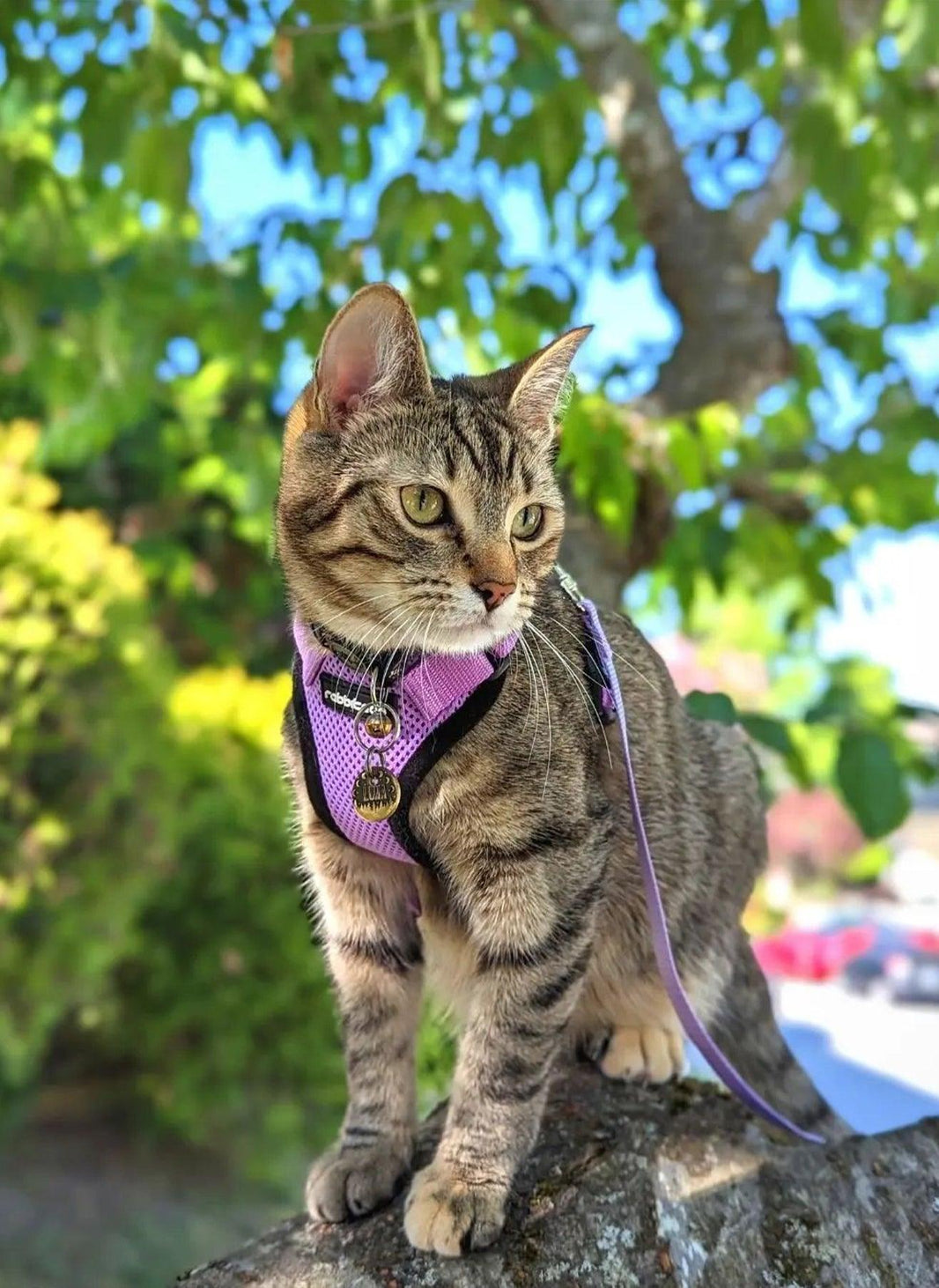 Rabbitgoo Classic Adjustable Cat Harness and Leash Set - Light Purple
