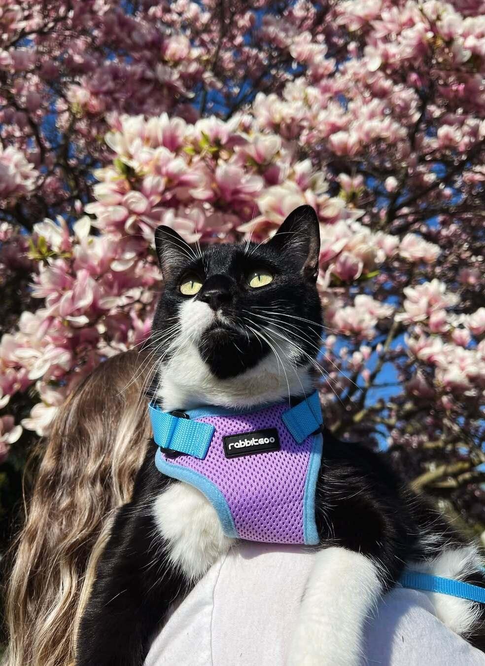 Rabbitgoo Fusion Adjustable cat harness and leash set - Purple & Blue 