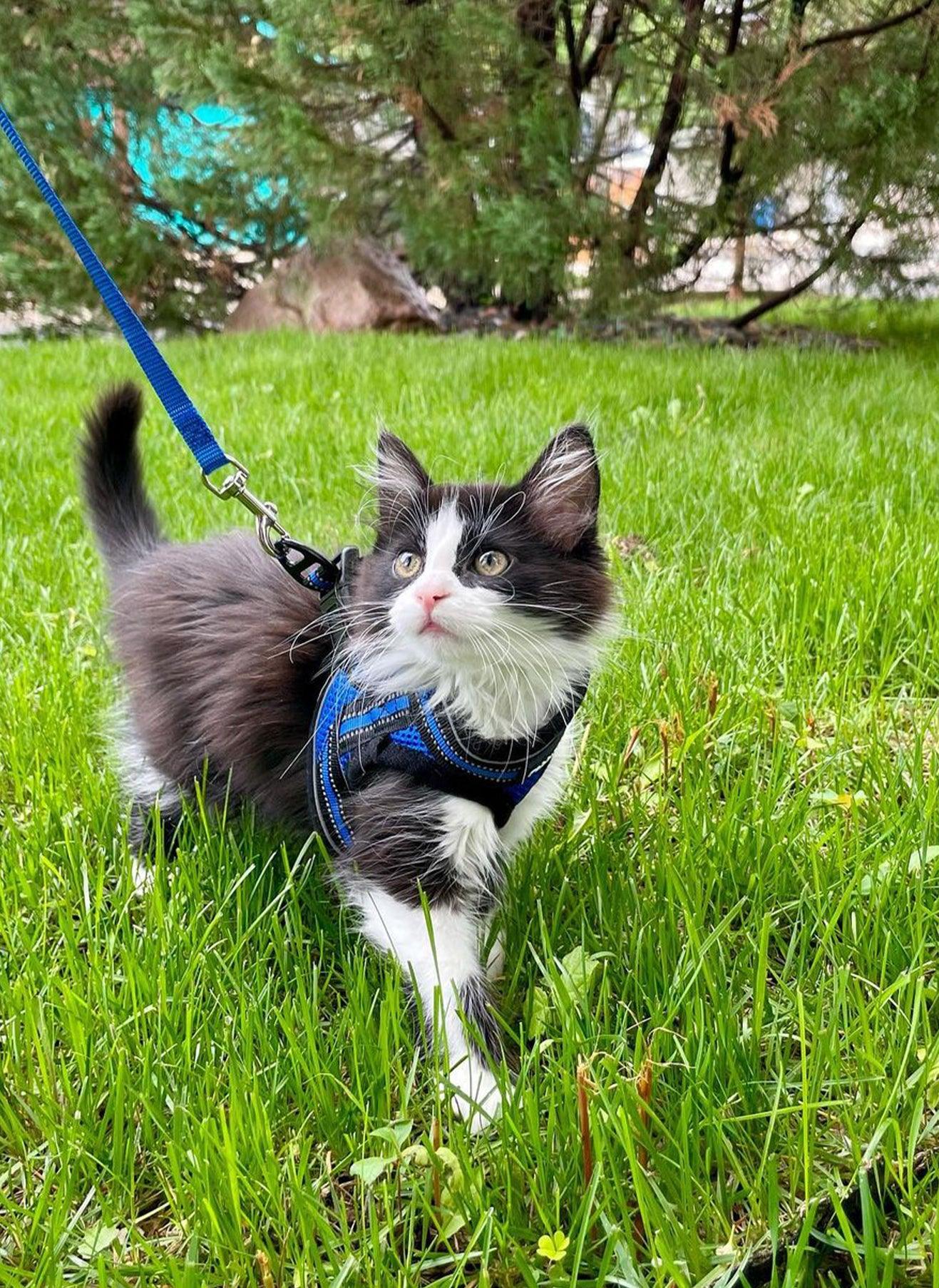 Rabbitgoo Escape Proof Cat Harness and Leash Set, with Reflective Strip - Blue