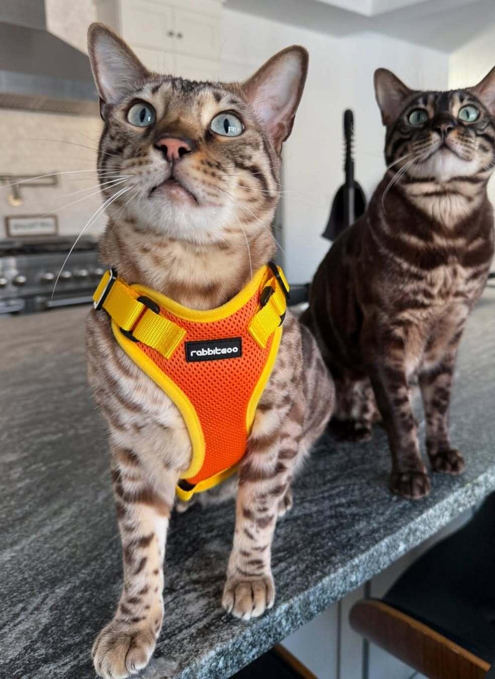 Rabbitgoo Fusion Adjustable cat harness and leash set - Orange & Yellow 