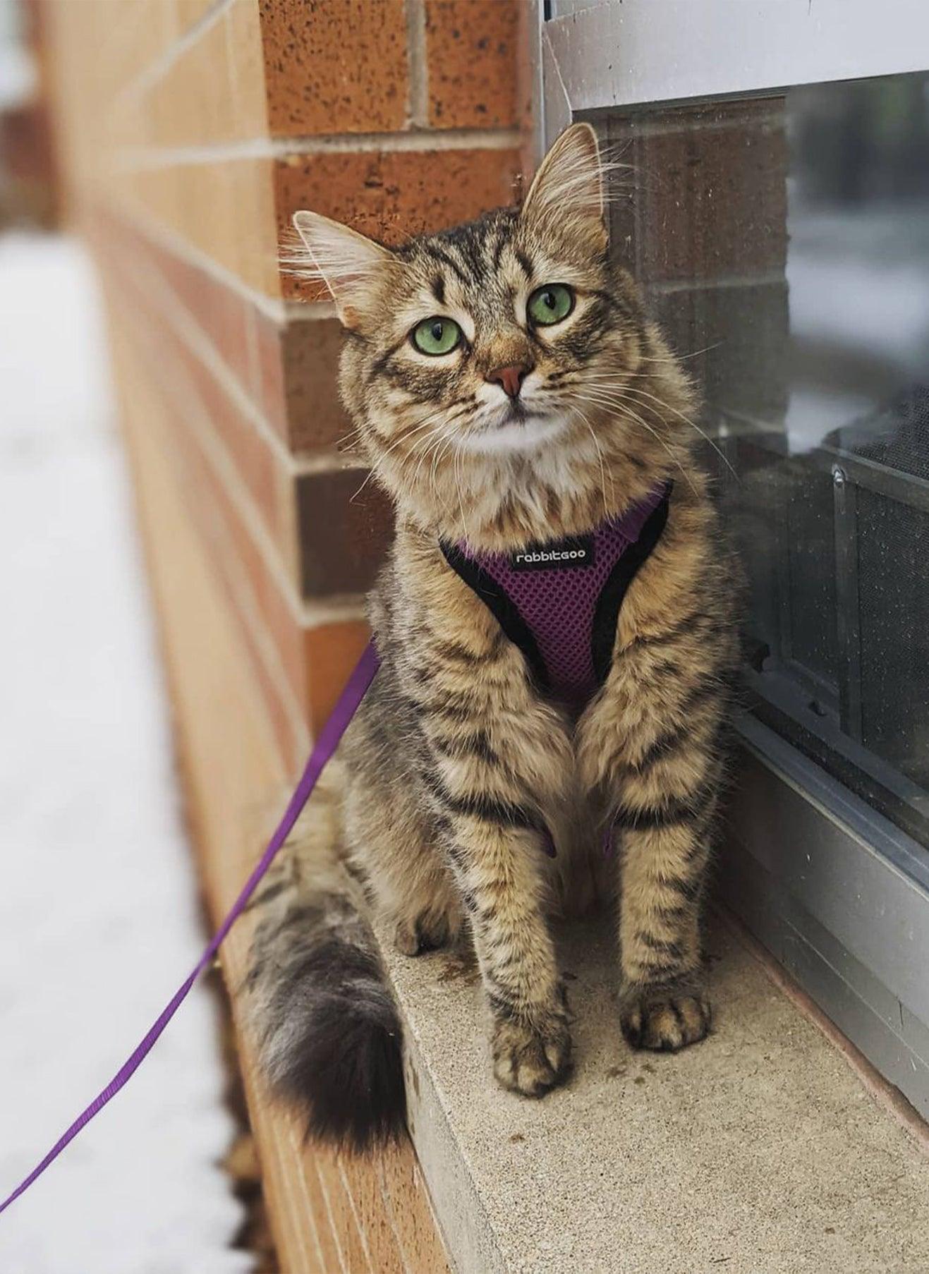 Rabbitgoo Escape Proof Cat Harness and Leash Set, with Reflective Strip - Purple