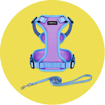 cat harness and leash