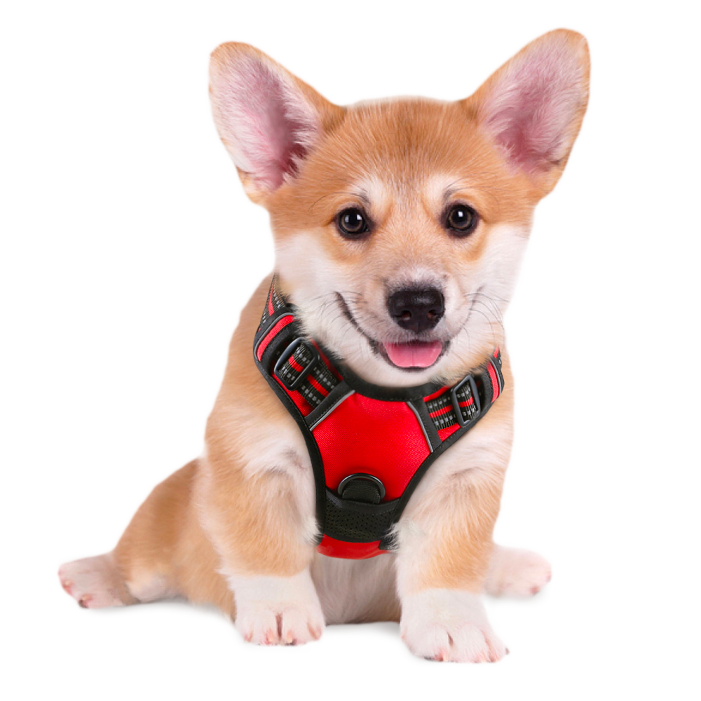 Rabbitgoo dog best sale harness website
