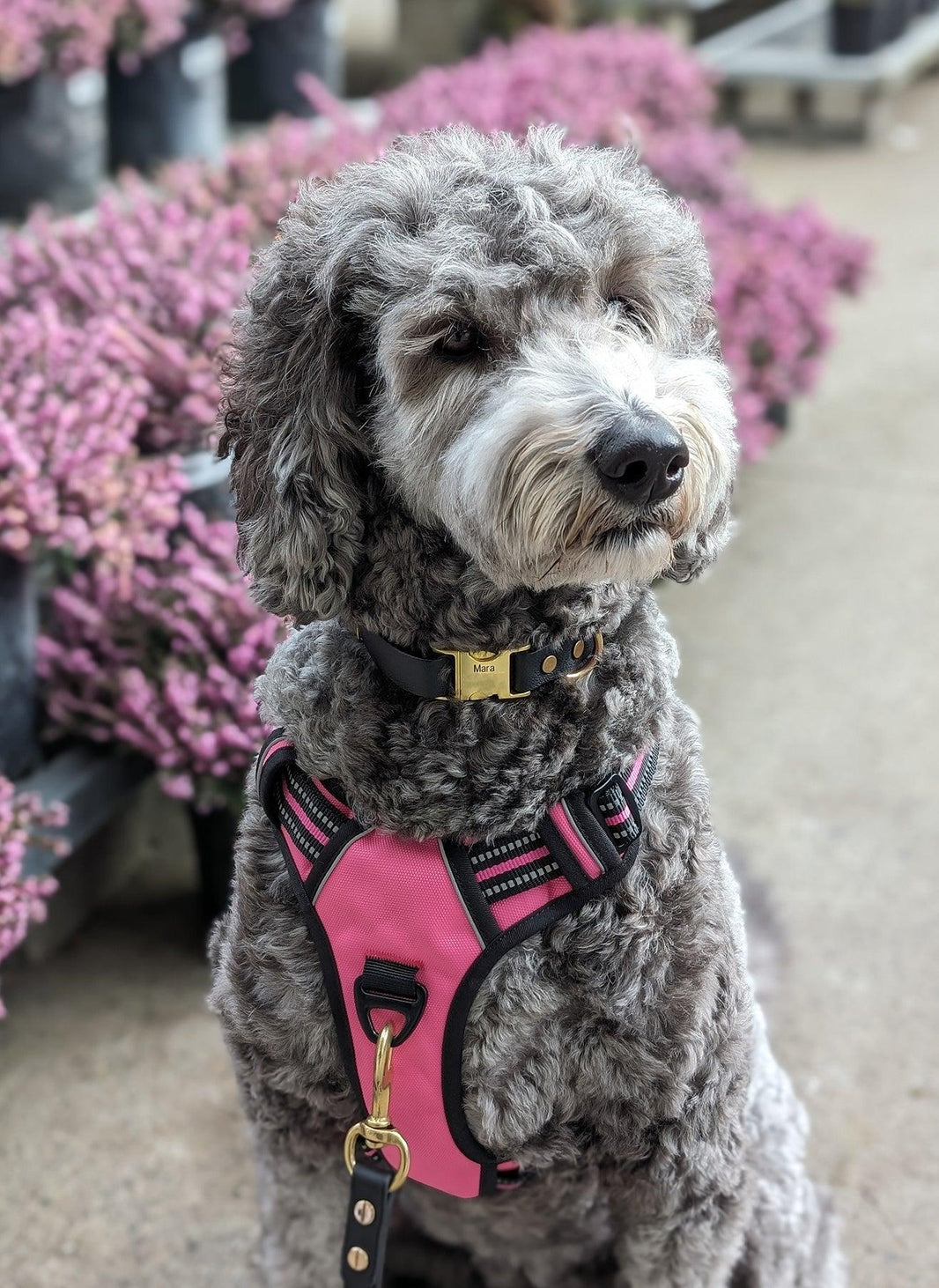 Uplift Pro Adjustable Dog Harness with Neck Buckle - Pink