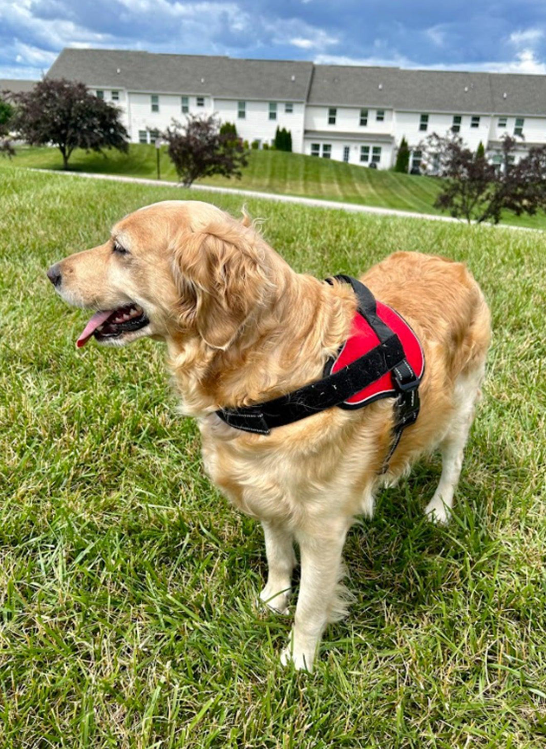 Easy Walk Dog Harness with One Easy-Fit Buckle - Red