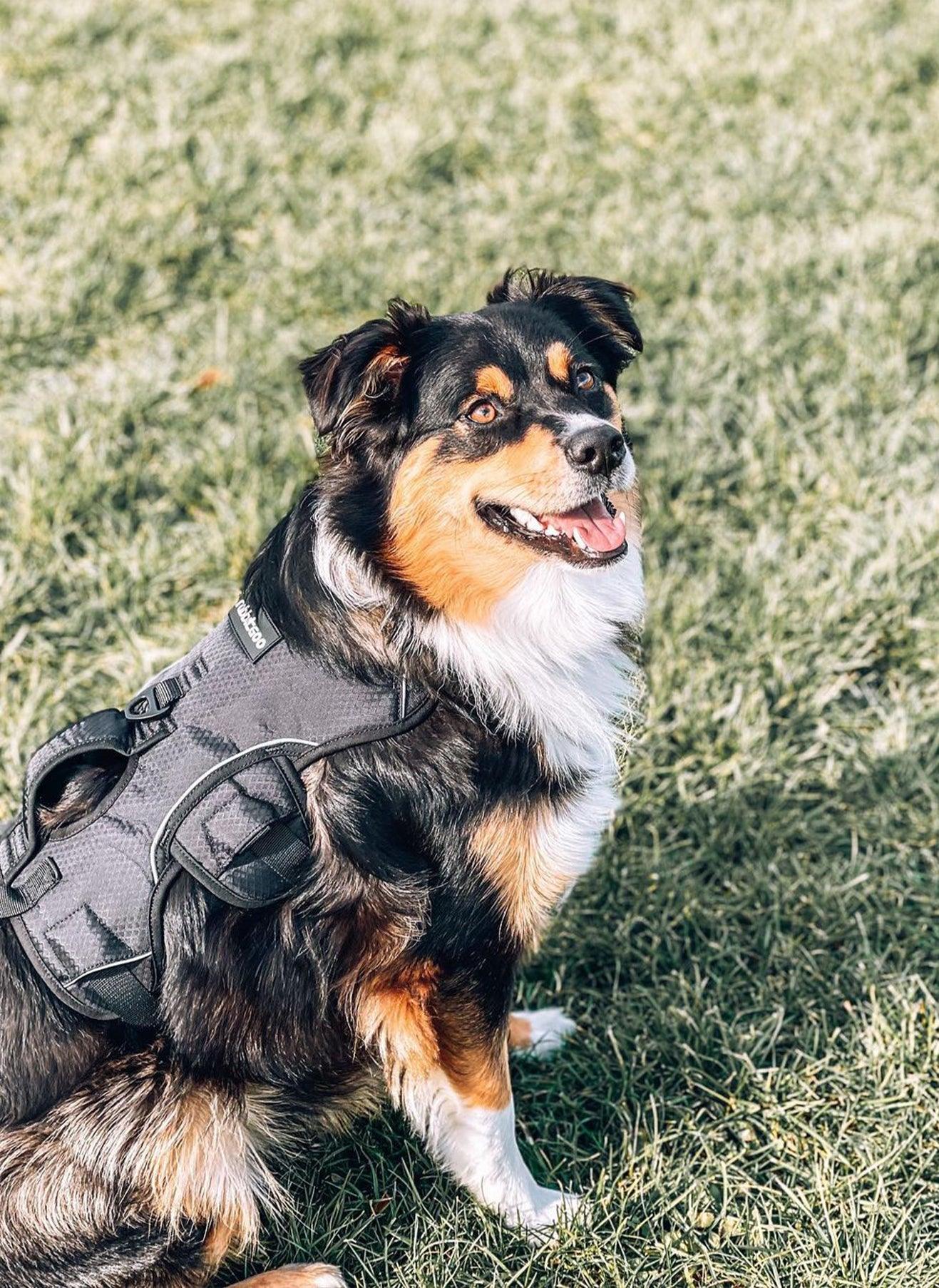 Rabbitgoo Large Dog Harness with Handle - Black