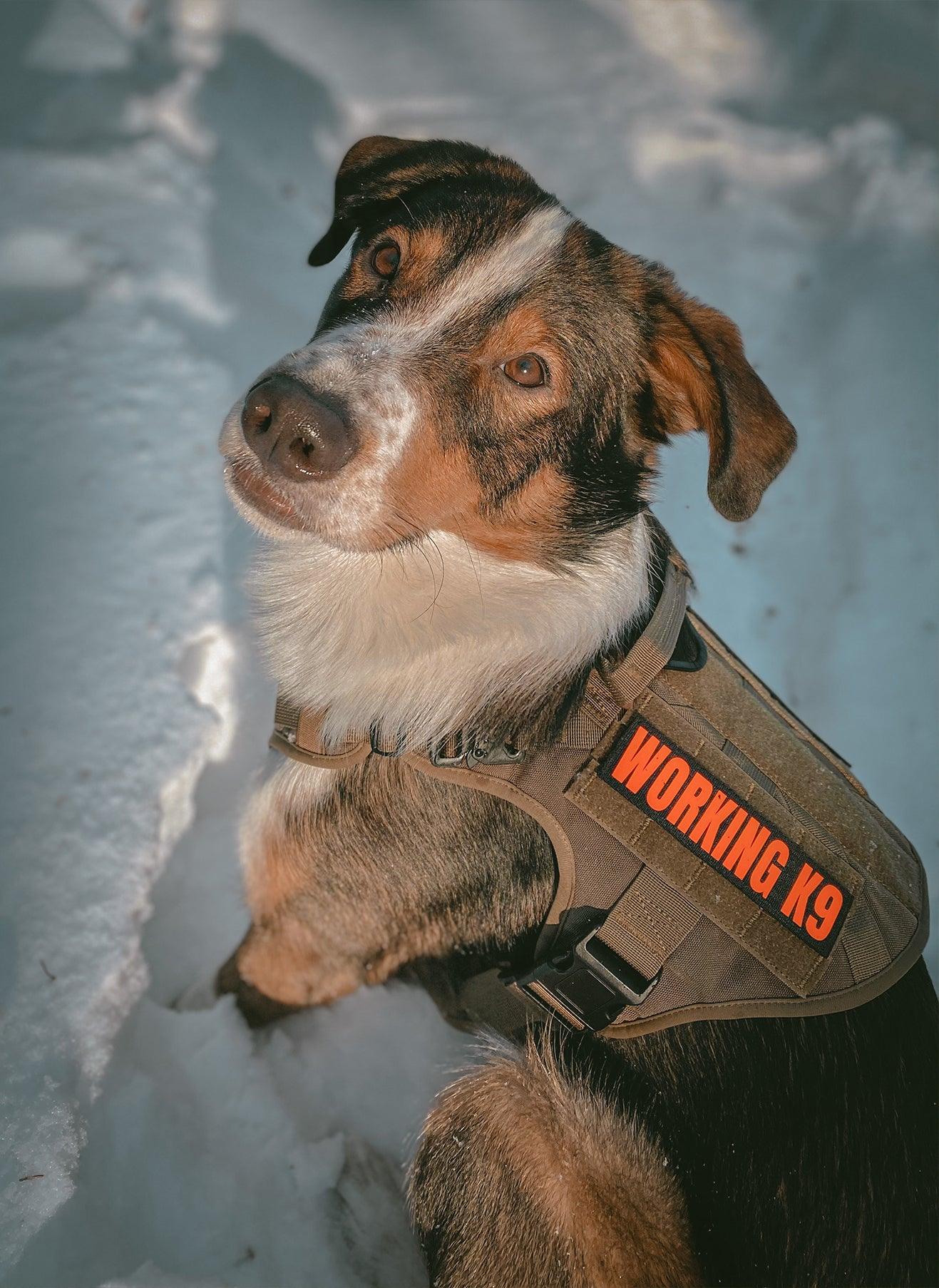 PAWTRENDER Mega Tactical Dog Harness - Tan 