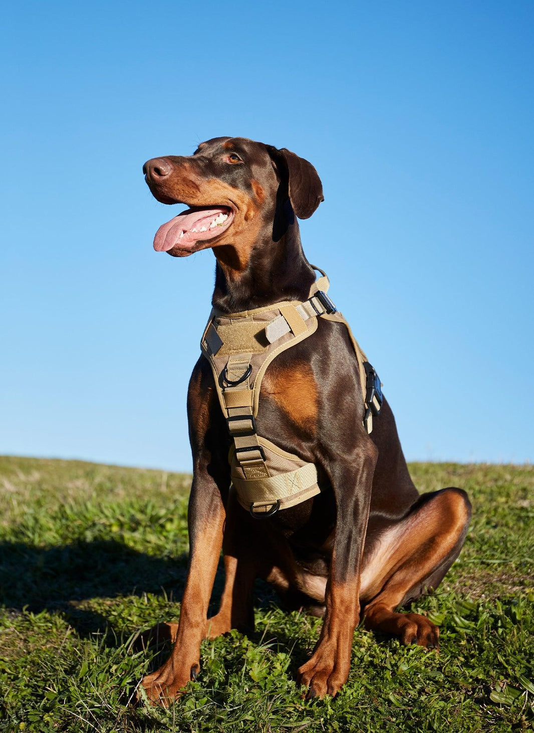 Mega Tactical Dog Harness with Handle - Tan 