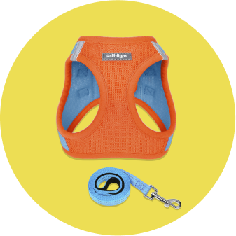 dog harness and leash