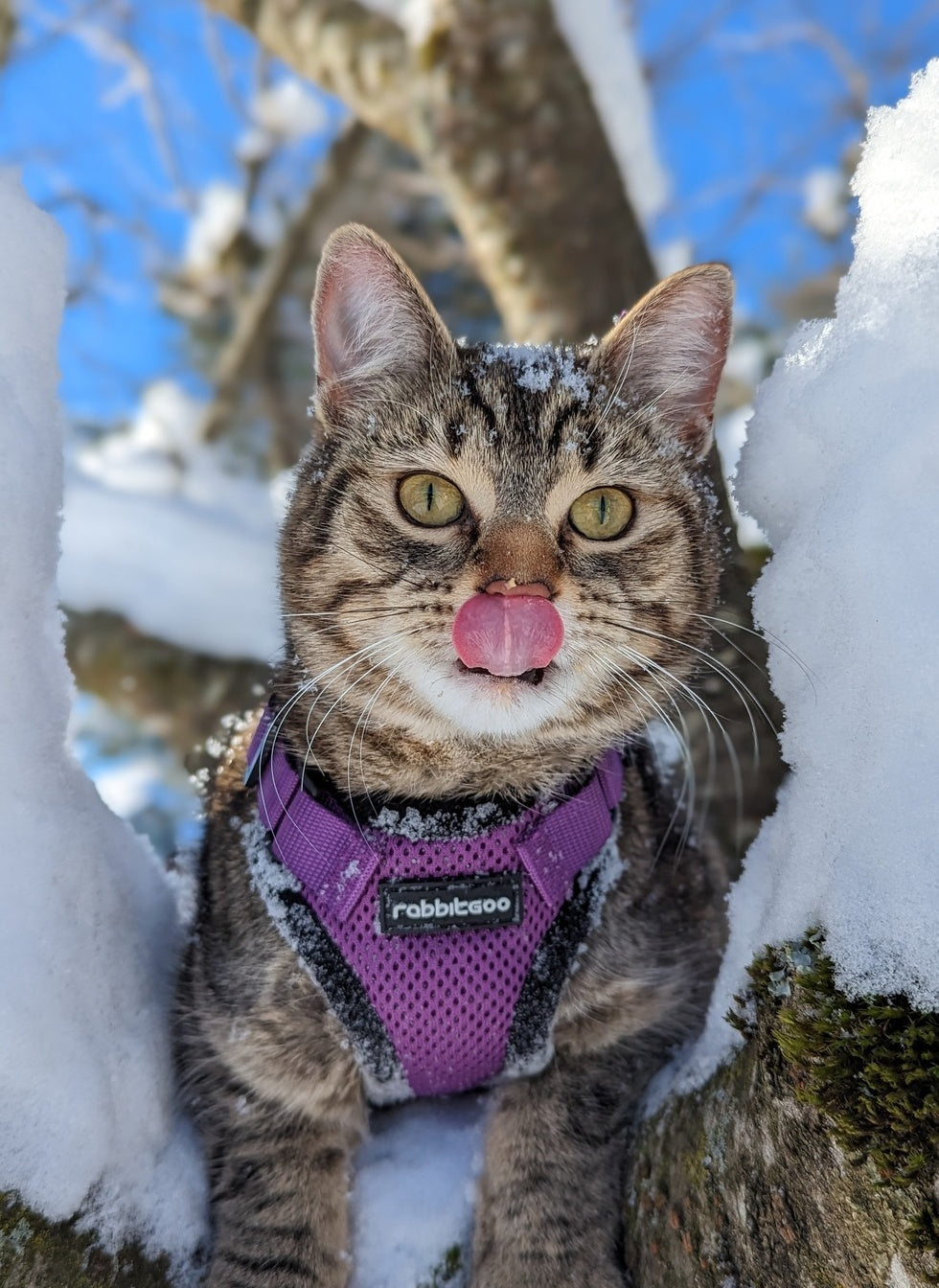 Rabbitgoo Classic Adjustable Cat Harness and Leash Set - Purple